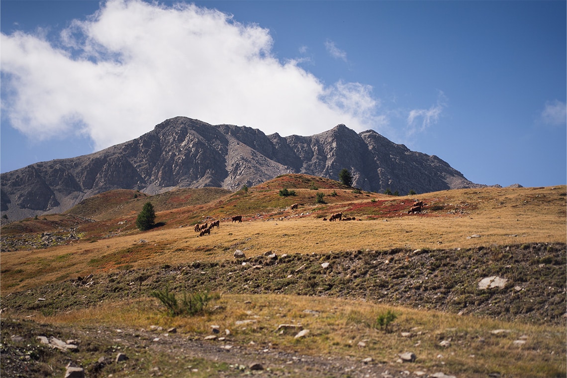 V-Strom Experience Alpes